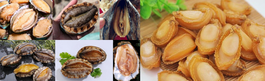 鲍鱼烘干机设备